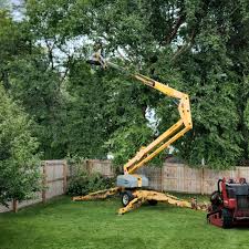 Best Tree Risk Assessment  in Redlands, CA