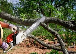 Best Tree Health Inspection  in Redlands, CA