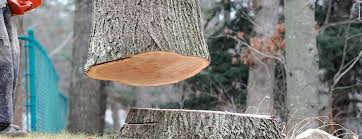 How Our Tree Care Process Works  in  Redlands, CA