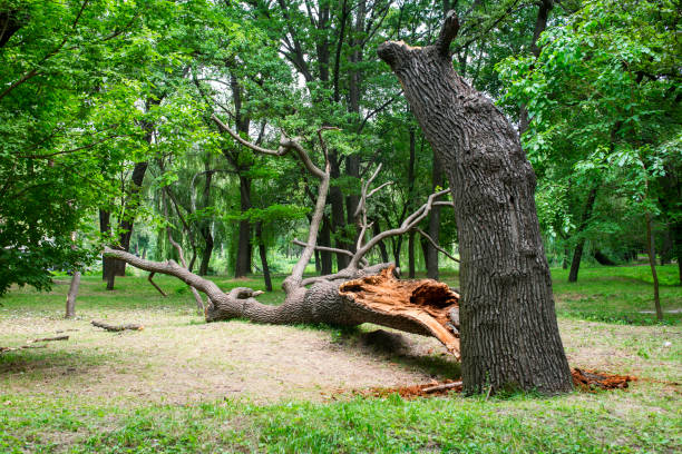 Best Tree Cabling and Bracing  in Redlands, CA