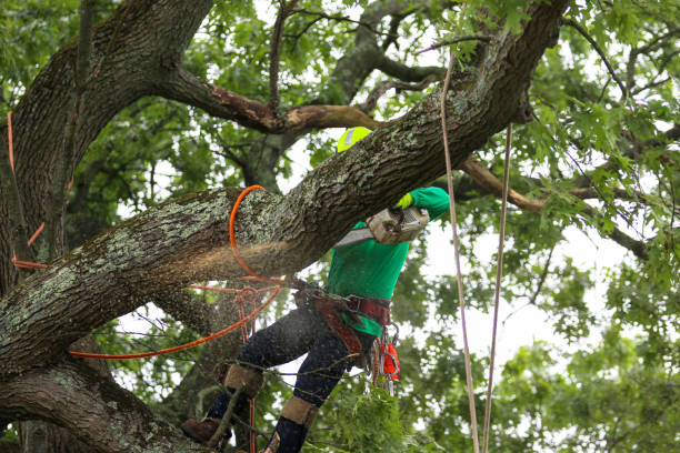 Best Commercial Tree Services  in Redlands, CA