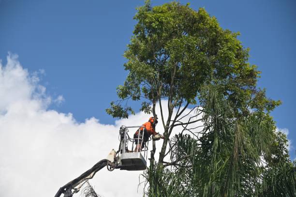 Best Lawn Pest Prevention  in Redlands, CA