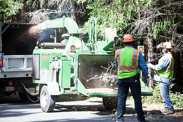 Best Tree Removal  in Redlands, CA