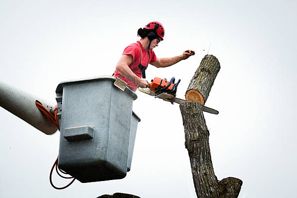 Best Tree Disease Treatment  in Redlands, CA