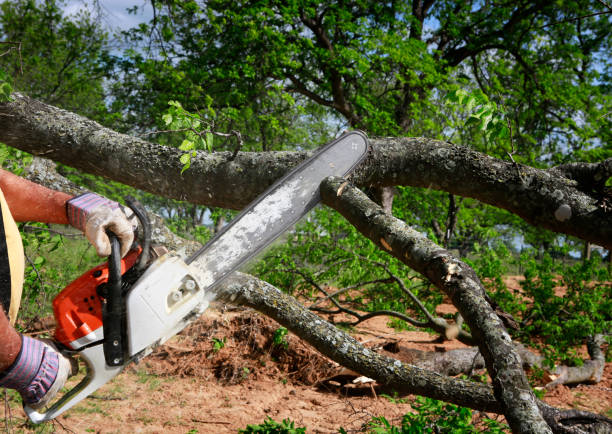 Best Utility Line Clearance  in Redlands, CA
