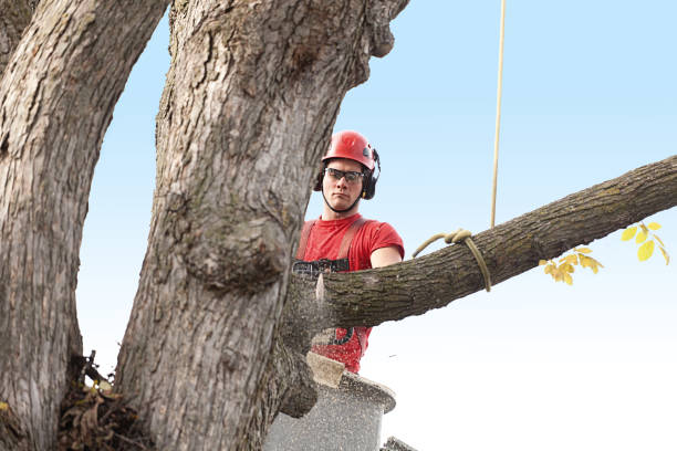  Redlands, CA Tree Care Pros