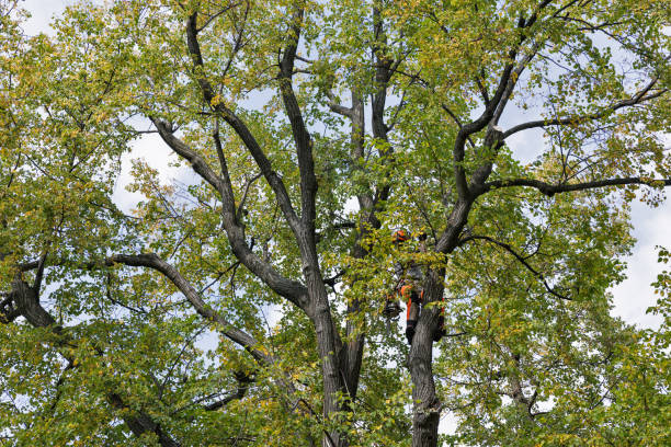 Redlands, CA Tree Care Company